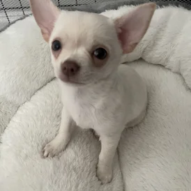Chihuahua - Dogs