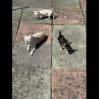 Chihuahua - Both