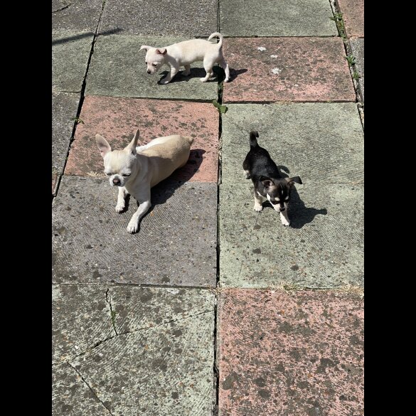 Chihuahua - Both
