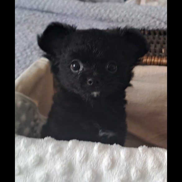 Chihuahua - Both