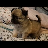 Chihuahua - Both
