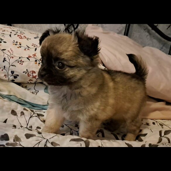 Chihuahua - Both