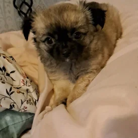 Chihuahua - Both