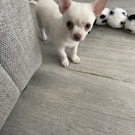 Chihuahua - Dogs