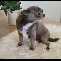 Chihuahua