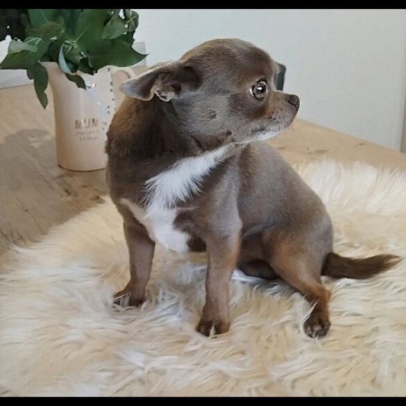 Chihuahua