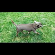 Chihuahua