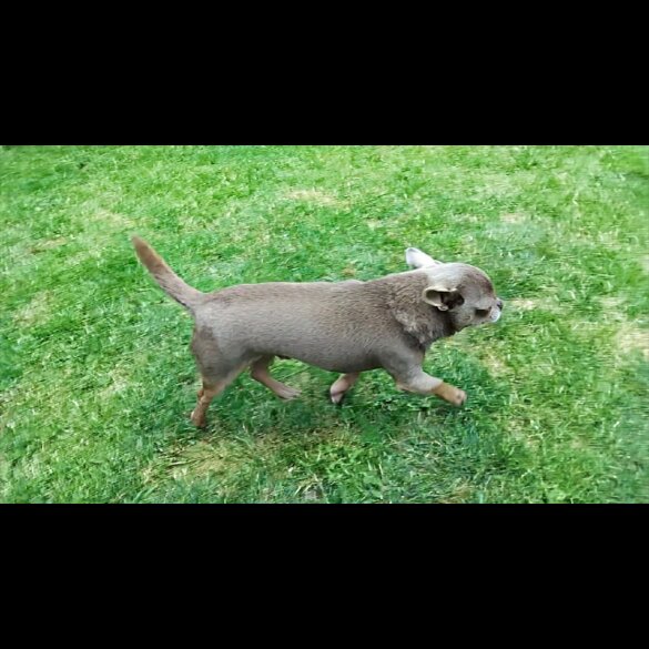 Chihuahua