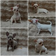 Chihuahua