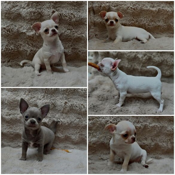 Chihuahua
