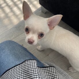 Chihuahua - Dogs
