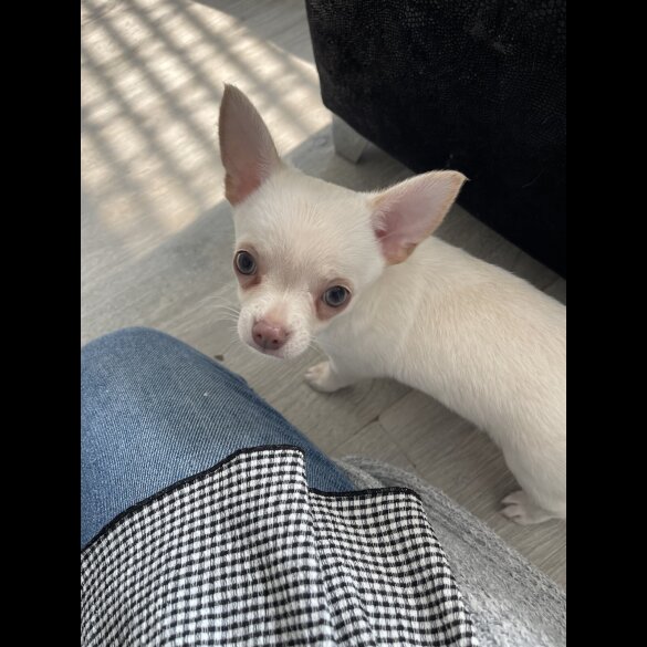 Chihuahua - Dogs