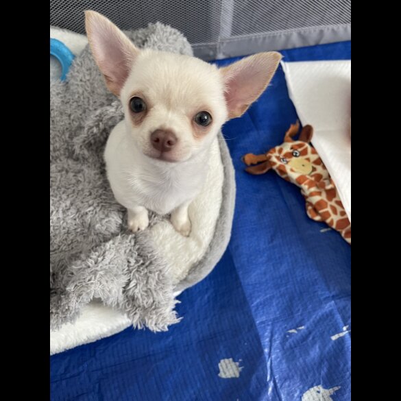 Chihuahua - Dogs