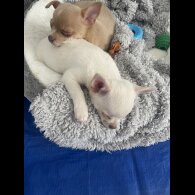 Chihuahua - Dogs