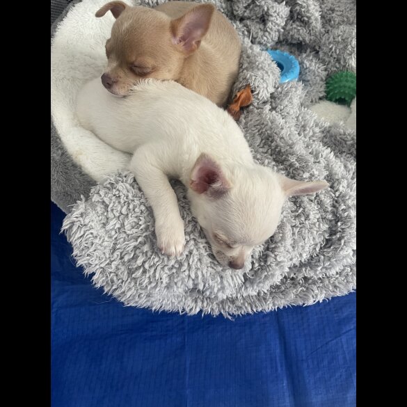 Chihuahua - Dogs