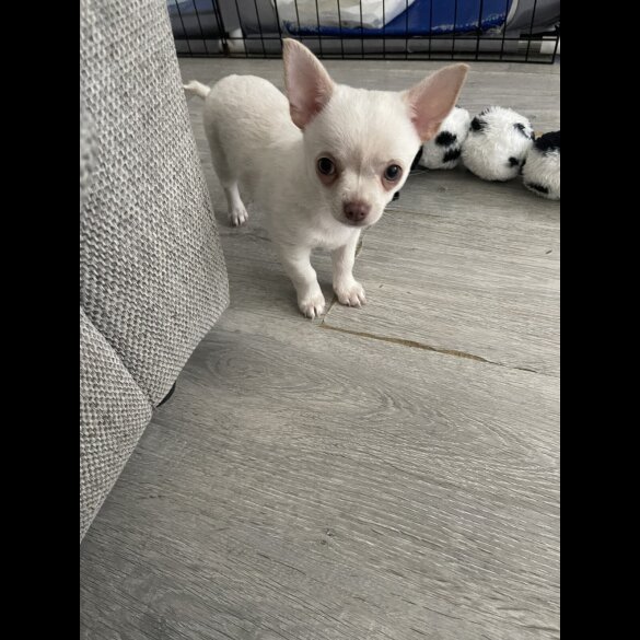 Chihuahua - Dogs