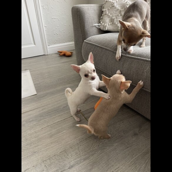 Chihuahua - Dogs