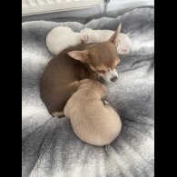 Chihuahua - Dogs