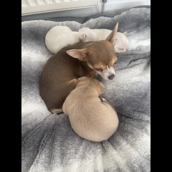 Chihuahua - Dogs