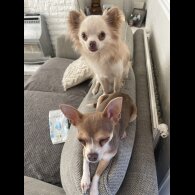 Chihuahua - Dogs