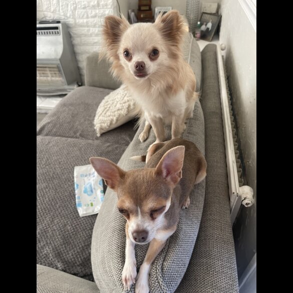 Chihuahua - Dogs