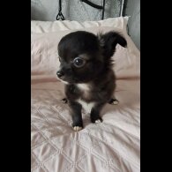 Chihuahua - Both