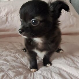 Chihuahua - Both