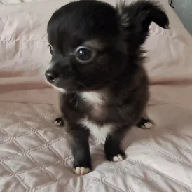 Chihuahua - Both