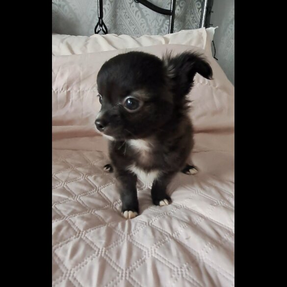 Chihuahua - Both