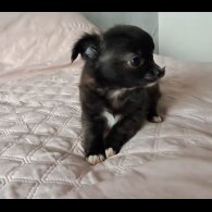 Chihuahua - Both