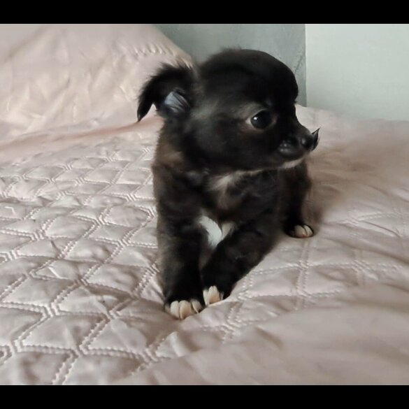 Chihuahua - Both