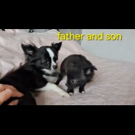 Chihuahua - Both