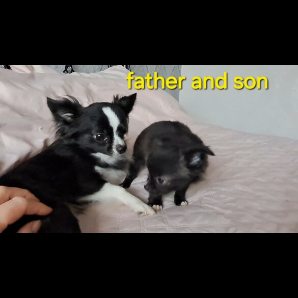 Chihuahua - Both