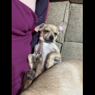 Chihuahua - Dogs