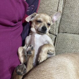 Chihuahua - Dogs