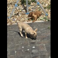 Chihuahua - Dogs