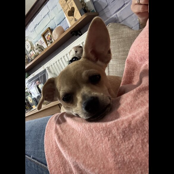 Chihuahua - Dogs