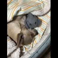 Chihuahua - Dogs
