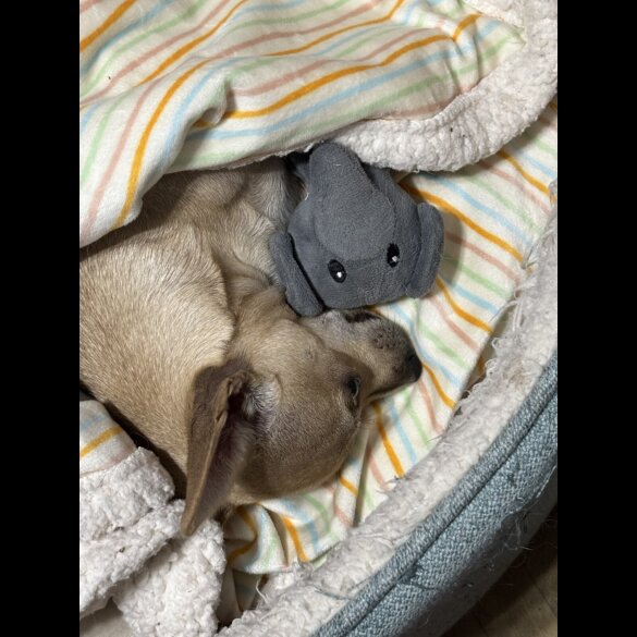 Chihuahua - Dogs