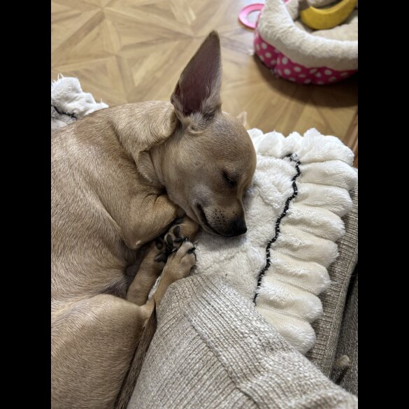 Chihuahua - Dogs
