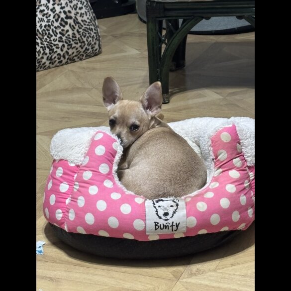 Chihuahua - Dogs