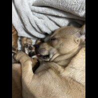 Chihuahua - Dogs