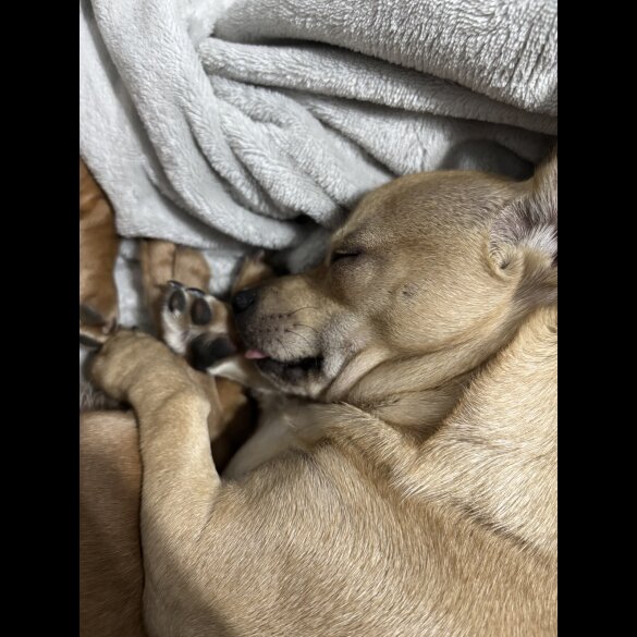 Chihuahua - Dogs