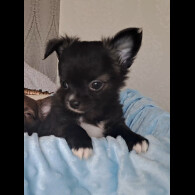 Chihuahua - Both
