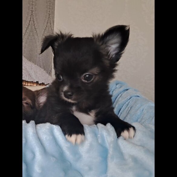 Chihuahua - Both