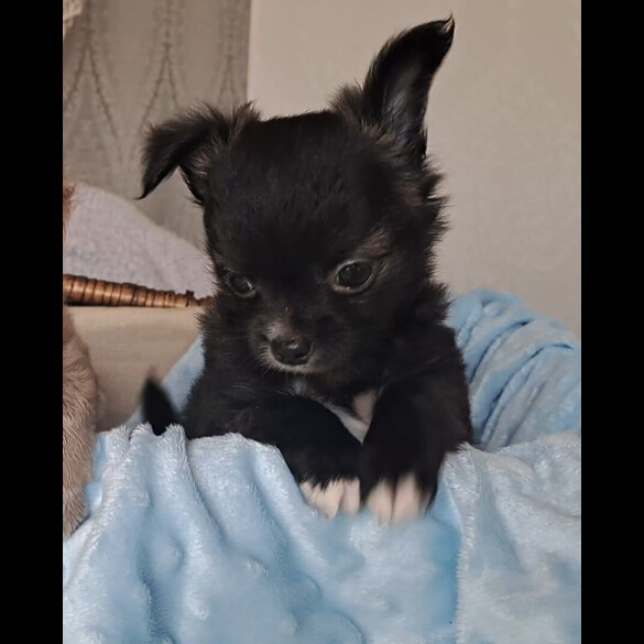 Chihuahua - Both