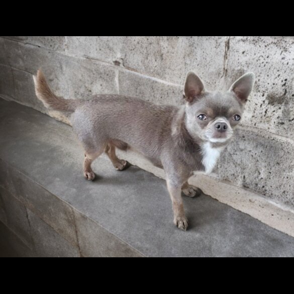 Chihuahua
