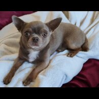 Chihuahua