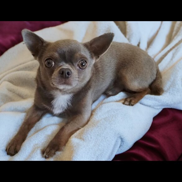 Chihuahua