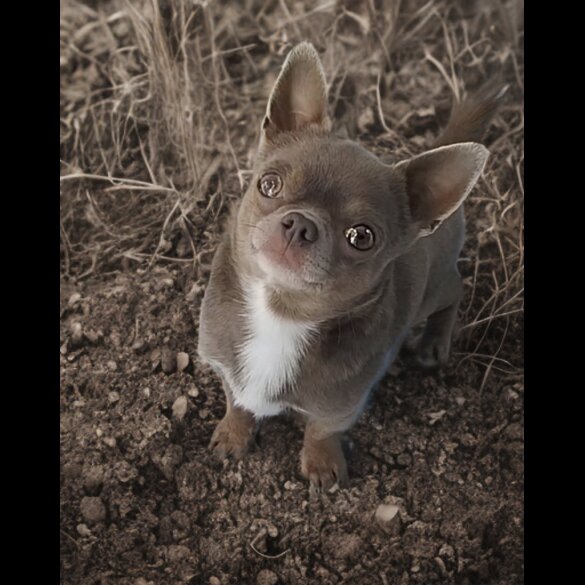 Chihuahua